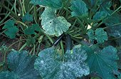 Oïdium des Cucurbitacées sur feuilles de Courgette France