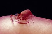 Crevette symbiotique sur Danseuse espagnole Mer Rouge