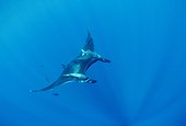Raie manta et Rémora Iles Socorro Mexique