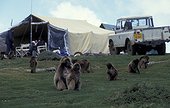 Groupe de Gélada sur le campement d'un tournage Ethiopie