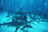Requin de récif et shark feeding Bahamas Grandes Antilles