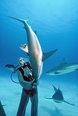 Shark hangler lifting a Shark in hypnotic trance Bahamas ; The tonic immobility response may be obtained from the Sharks in caressing the nose, area of ampullae of Lorenzini. The diver may then handle the fish at its discretion.