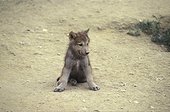 Portrait de jeune Loup arctique assis France