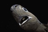 Squale nain Ile Ustica Italie ; Organes luminescents visibles sur la face ventrale. Femelle 25cm. Mâle 23cm. Vivant entre 200 et 2000m de profondeur. 