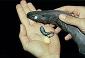 Foetus avorté de Squale nain et son sac vitellin Ile Ustica ; Un des plus petits requins. Photophores lumineux en dessous. Femelle 25cm. Mâle 23cm. Vivant entre 200 et 2000m de profondeur. 