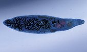 Vue microscopique de la Petite douve lancéolée