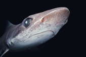 Requin-hâ à gros yeux Mer Rouge ; Vivant à 500 mètres de profondeur.
