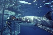 Cage to make a movie about the Great White Shark Australia ; Site : Dangerous Reef