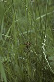 Opilion dans les herbes France