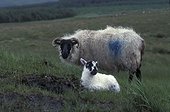 Brebis Suffolk et son agneau Connemara Irlande