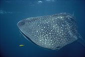 Requin baleine et jeune Carangue royale jaune Australie WST ; Ningaloo Reef