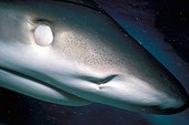 Membrane nictitante fermée d'un Requin de récif Bahamas