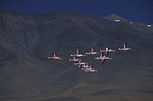 Groupe de Flamants des Andes en vol Altiplano Bolivie ; Laguna verde, S Lipez