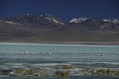 Groupe de Flamants roses sur un lac Altiplano Bolivie ; Laguna Ahonda, S Lipez