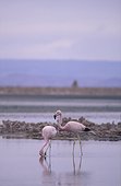 Flamants des Andes cherchant de la nourriture Chili ; Salar de Atacama, . PN Los Flamingos