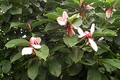 Magnolia en fleur Les jardins de Coursiana France