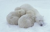 Polar bear and cubs sleeping Churchill Bay