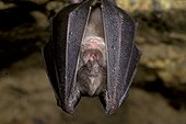 Grand Rhinolophe suspendu dans une grotte France