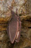 Grand rhinolophe suspendu dans une grotte France