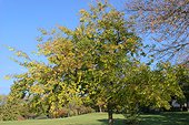 Micocoulier de Virginie en automne Roseraie de Poitiers ; France