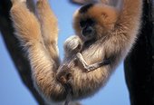 Gibbon noir femelle portant son jeune Asie