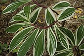 Feuille de Costus Guadeloupe