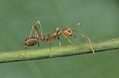 Portrait de Fourmi Oecophylle Gabon