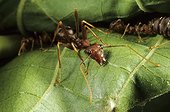 Fourmi Oecophylle sur une feuille Gabon