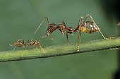 Weaver ants on a stem Gabon