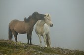 Poney islandais hennissant Islande