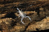 Jeune Scorpion noir au stade 2 Ile de Lesbos Grèce ; Couleur blanche jusqu'au stade 3