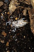 Scorpion femelle portant ses  pullus au stade 1et 2 ; Couleur blanche jusqu'au stade 3. Ile de Lesbos Grèce