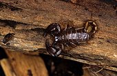 Scorpion noir à queue jaune femelle sur du bois Grèce ; Ile de Lesbos