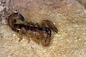 Scorpion des sables toilettant ses pédipalpes Maroc ; Telouet Atlas