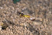 Philante apivore venant de paralyser une abeille