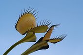 Feuilles de Dionée attrape-mouche ; Poil tactile servant à actionner la fermeture du piège au passage d'un insecte