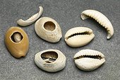 Cowrie shells grounded off for trade and jewellery Botswana ; Mmamagwa site Stone and Iron Age (AD 50.000) Northern Tuli (GR)
