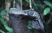 Foot and hand of Western lowland gorilla Africa ; Orphan reintroduced into the wild.<br>project Protection des Gorilles.