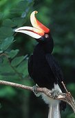 Rhinoceros Hornbil India