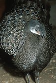 Grey peacock-pheasant Asia