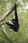 Gibbon à joues pâles mâle sur une branche France
