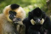 Portrait of Yellow-cheeked crested Gibbons male and female