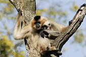 Yellow-cheeked crested Gibbon female and her young in a tree