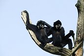 Two Yellow-cheeked crested Gibbons males on a branch