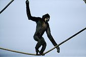 Gibbon à joues pâles marchant sur un cable France