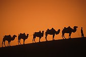 Caravan of Bactrian camels Gobi Desert China