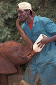 Person bottle-feeding an African elephant calf ; Daphne Sheldrick Center, Kenya