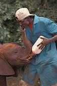 Soigneur donnant le biberon à un éléphanteau d'Afrique ; Centre Dapnee Sheldrick Kenya