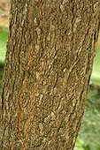 Tronc de chêne sessile aux Jardins de Coursiana