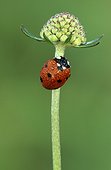Lady beetle covered in dew on a pincushion flower